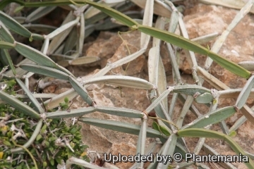 28577 plantemania © Plantemania