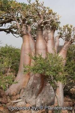 28563 plantemania © Plantemania