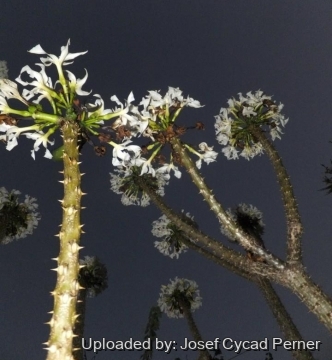 24983 josef Josef Cycad Perner 