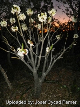 24984 josef Josef Cycad Perner 