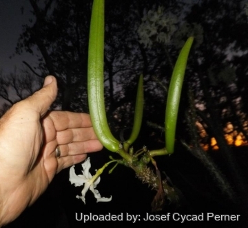 24986 josef Josef Cycad Perner 