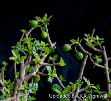 20184 agrawal K.k. Agrawal