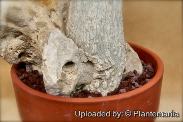 28406 plantemania © Plantemania