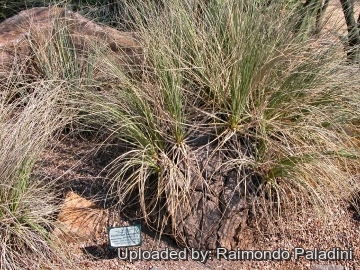 27068 RapCactus Raimondo Paladini