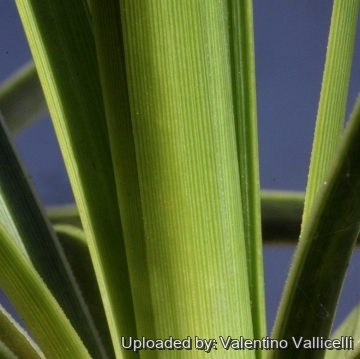 28665 valentino Valentino Vallicelli