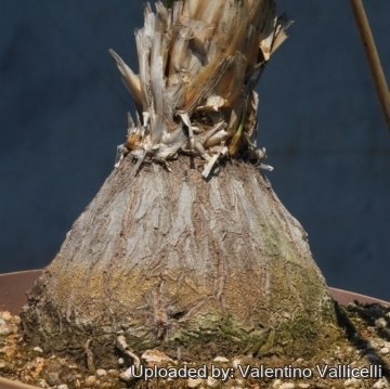 28666 valentino Valentino Vallicelli