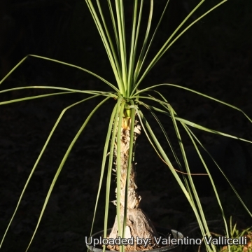 28671 valentino Valentino Vallicelli