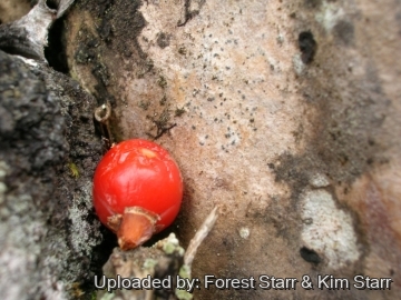 22426 star Forest Starr & Kim Starr