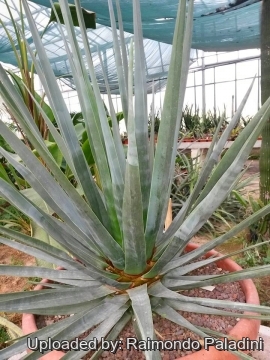27136 RapCactus Raimondo Paladini