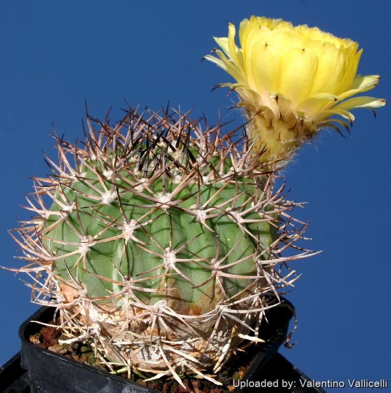 Echinopsis (Acanthocalicium) thionantha var. copiapoides.