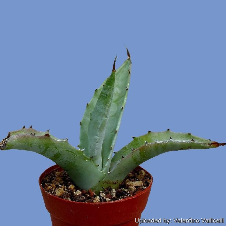 Agave cerulata ssp. cerulata