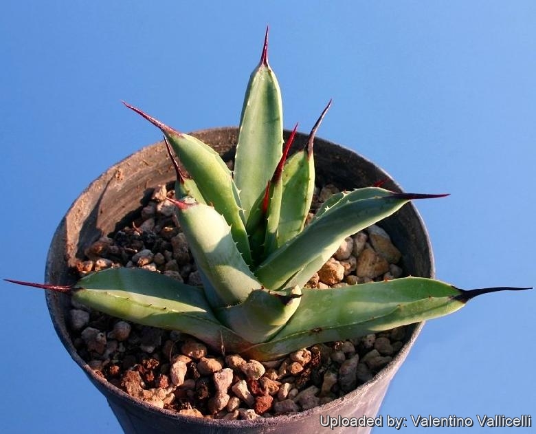 Agave macroacantha ''viridis''