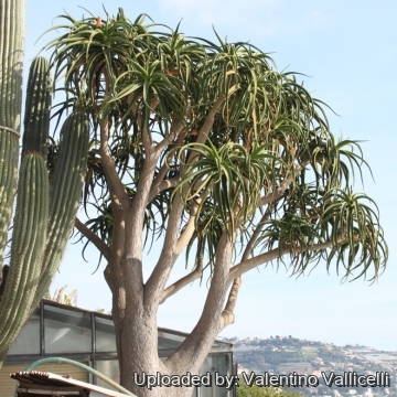 Aloe bainesii