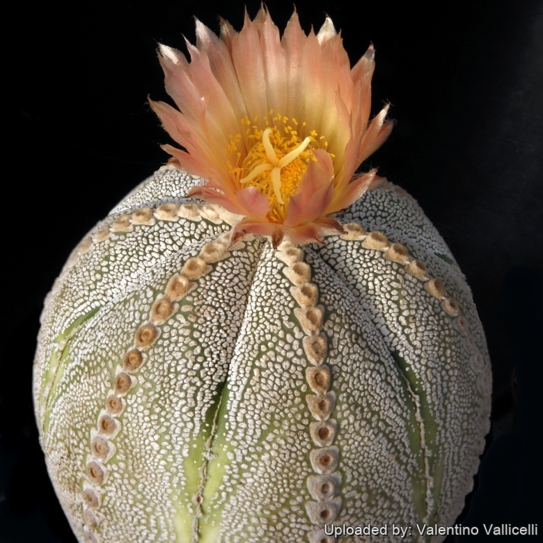 Astrophytum hybrid AS-ONZ (A. asterias x A. myriostigma cv. Onzuka)