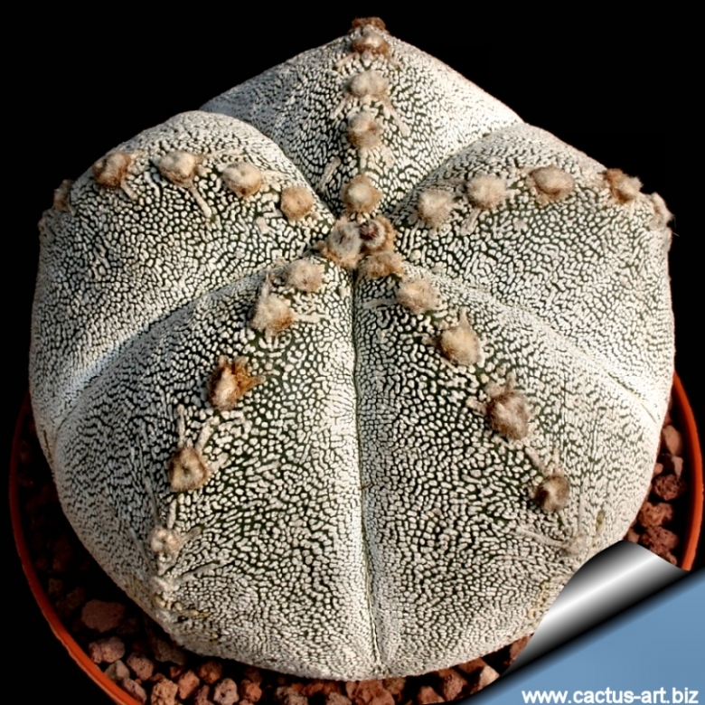 いラインアップ ONZ-AS hybrid Astrophytum (A. A x Onzuka cv. myriostigma その他