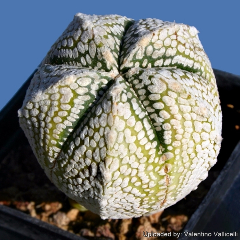 Astrophytum_hybrid_ONZ-