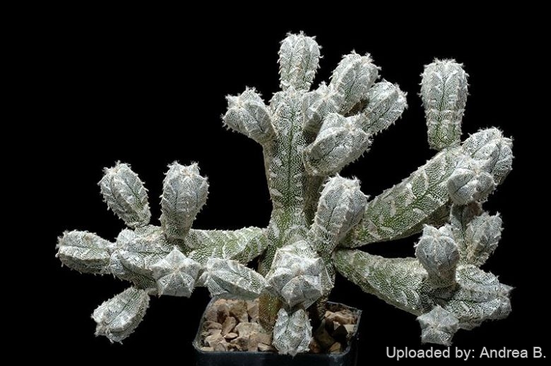 Astrophytum myriostigma var. columnare cv.minima (cv. HUBOKI)