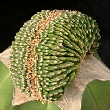 Aztekium ritterii f. cristatum