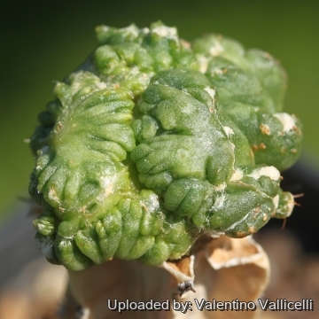 Aztekium ritterii f. montruosa