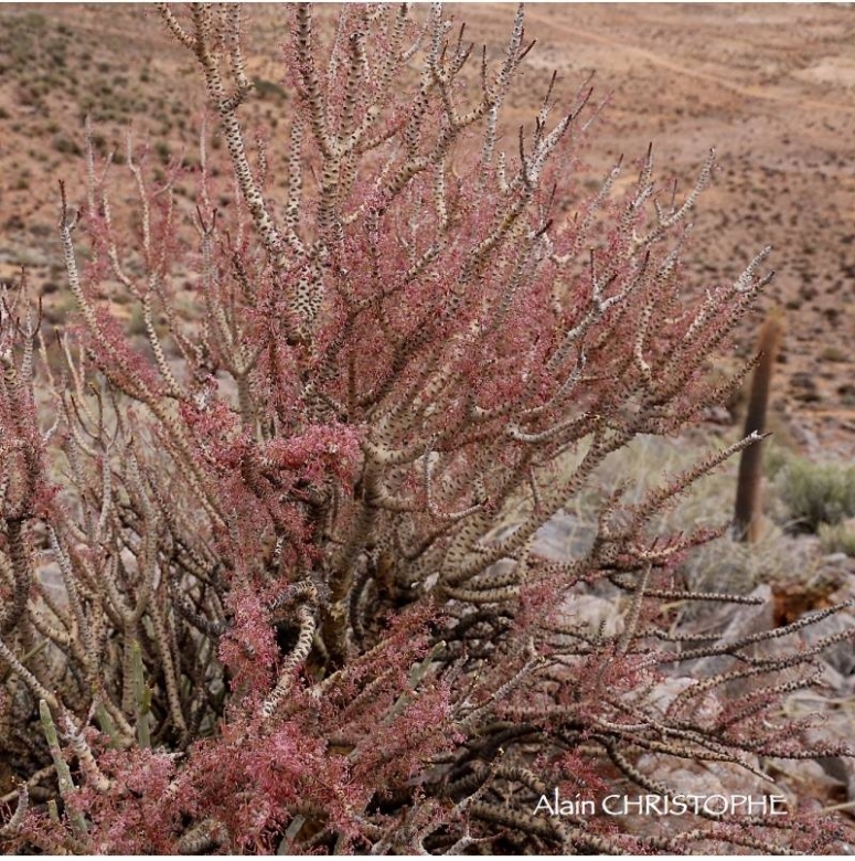 Blooming habit. Profusion of small pink flower with reflexed petals are seen in spring ( photographer Alaín Christophe).