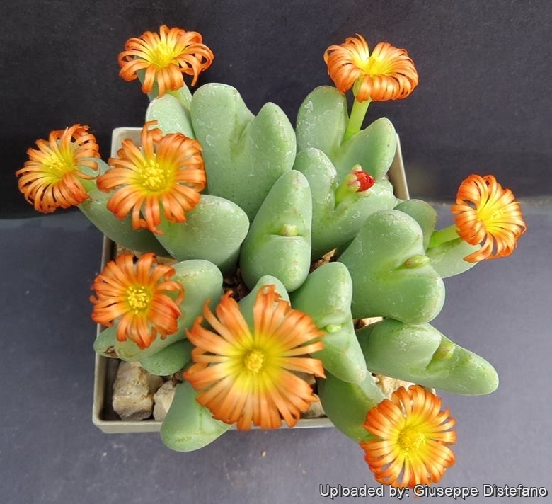 Conophytum frutescens