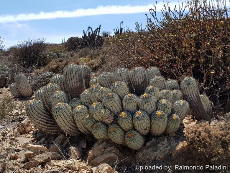 Copiapoa cinerea #83.69 - Mesa Garden