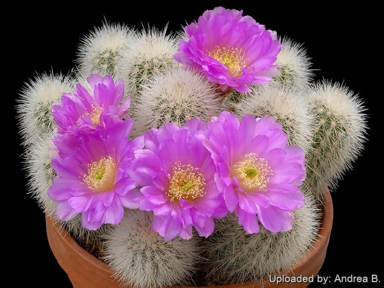 Echinocereus nivosus (Syn: albatus)