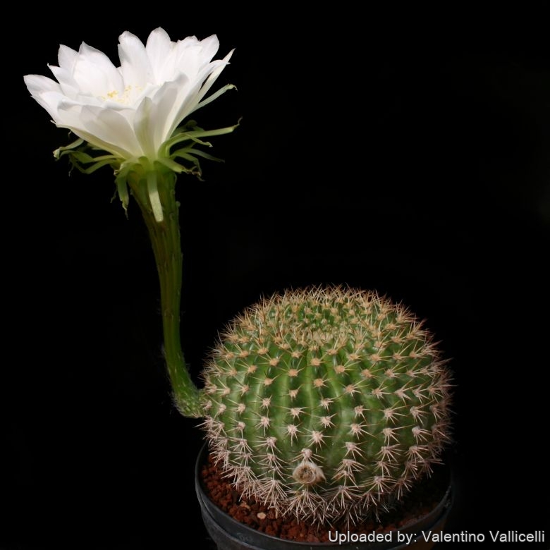 Echinopsis mamillosa (Easter Liily Cactus)
