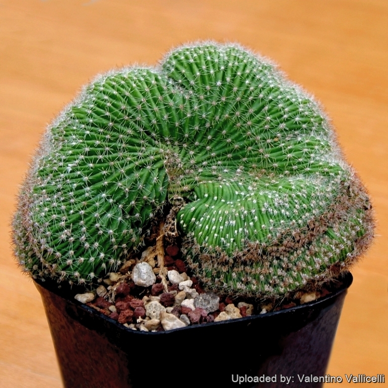 Echinopsis sp. f. cristata clone A