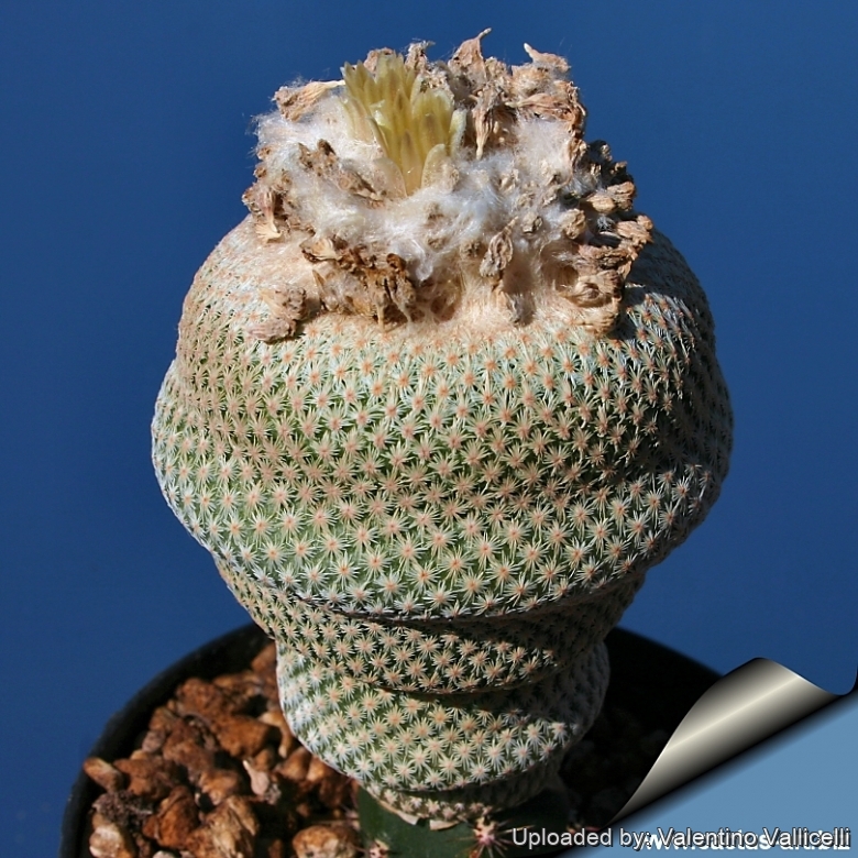 Epithelantha bokei MK 29 . 105