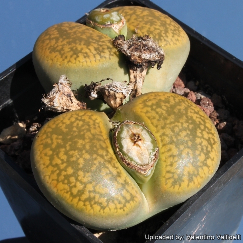 Lithops aucampiae C395 cv. Jackson's Jade