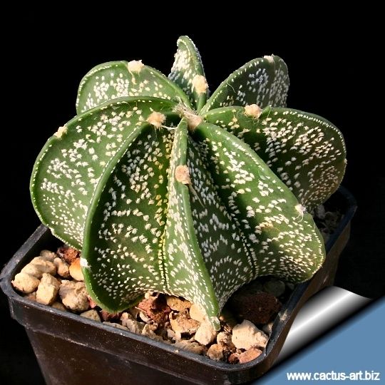 A young specimen (&Oslash; 4-5 cm) still without spines.