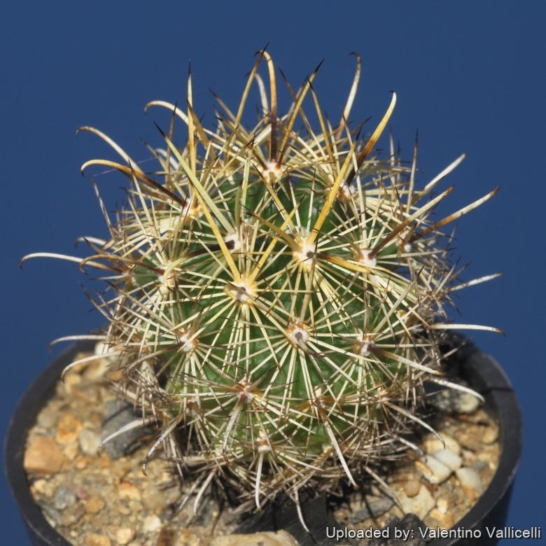 SB263 ( Collector: Steven Brack) Locality: Saltillo, Coahuila, Mexico