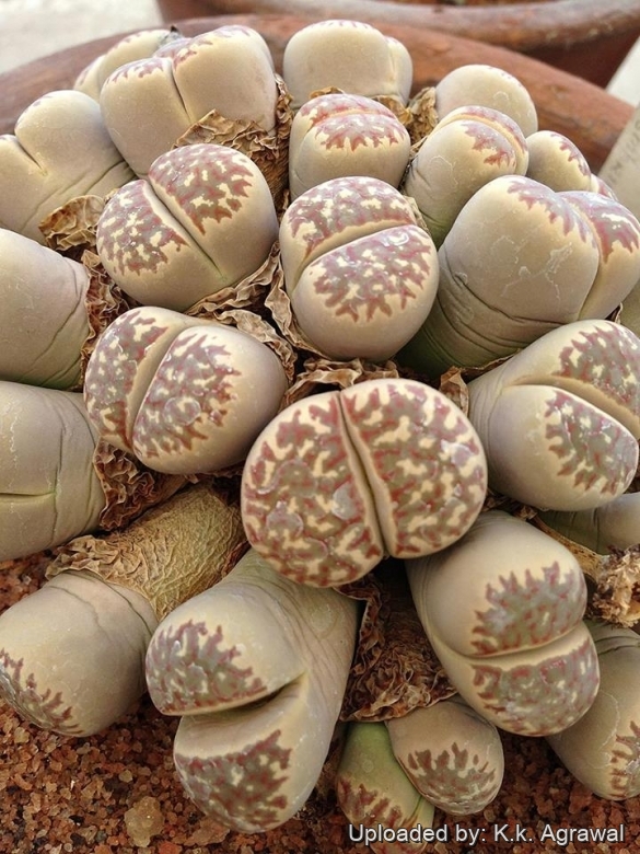 20100