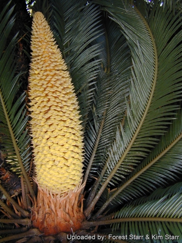 Male flowering cone at Hui Noeau Makawao, Maui, Hawaii (USA). June 30, 2002.