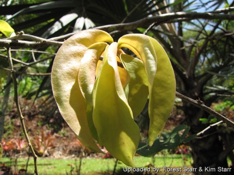 Leaves at Iao Tropical Gardens of Maui, Maui, Hawaii (USA). May 22, 2012.