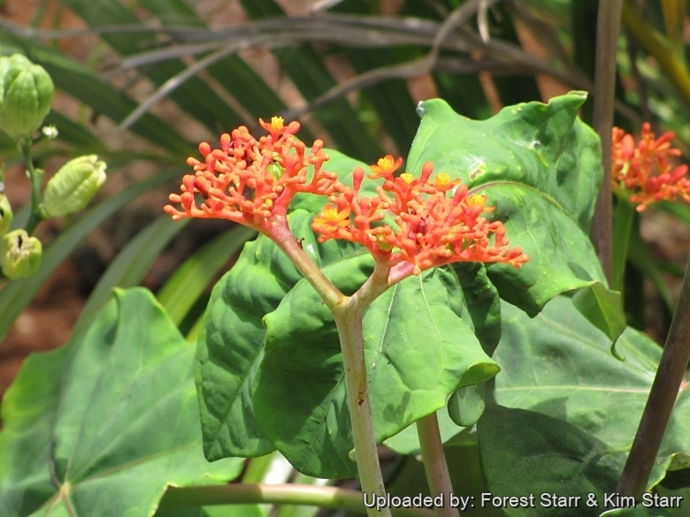 Flowers and leaves at Wailuku, Maui, Hawaii (USA). August 06, 2009.