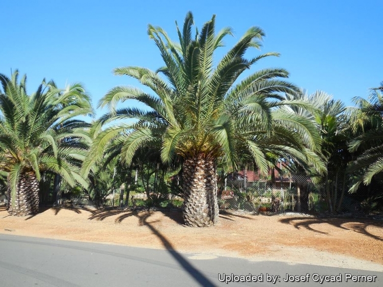 The entrance to Wattleup Nursery and Palm Lake Display Gardens. Perth W.A. Australia.