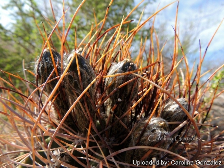 Spines and buds.