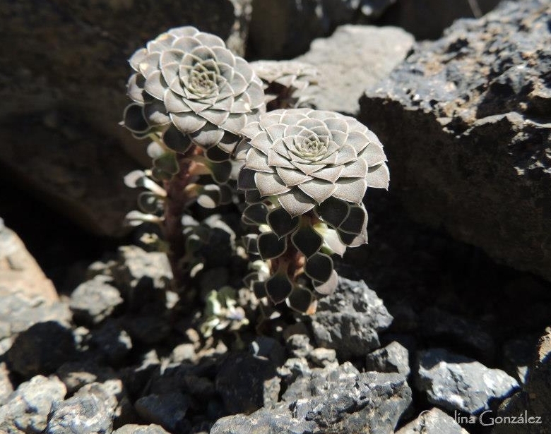Habit on basalt rocks near Rio Agrio, Neuqu&eacute;n province, Argentina.