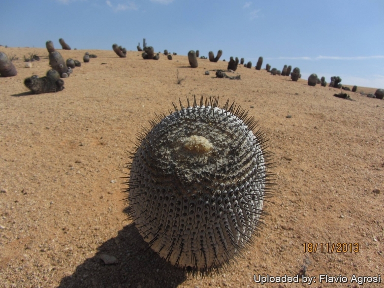 Copiapoa melanohystrix in habitat.