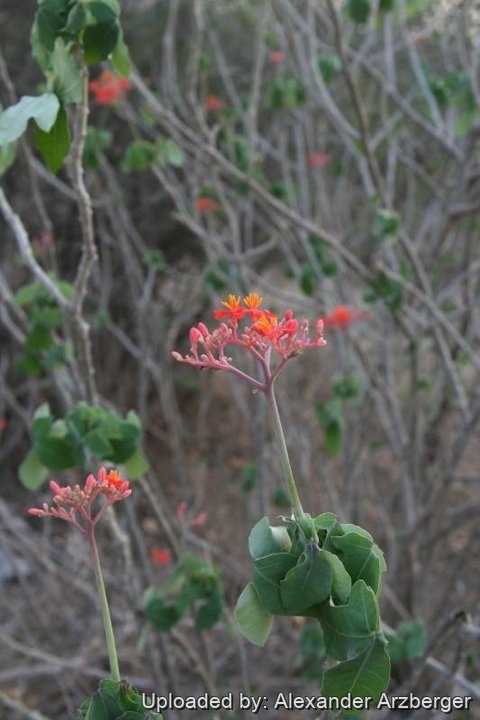 Jatropha podagrica &mdash; Flowering habit, Paraguay.