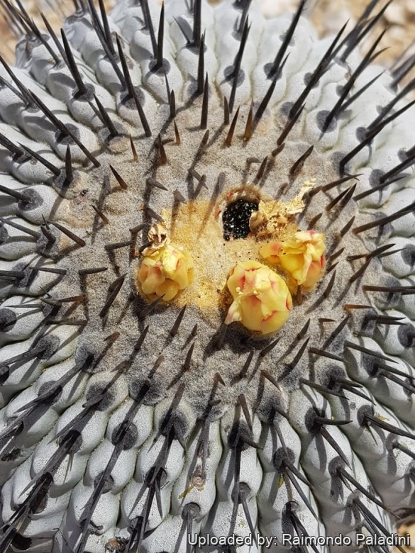 Copiapoa columna-alba, buds and seeds.