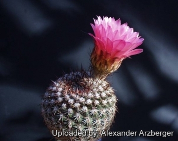 Notocactus rutilans