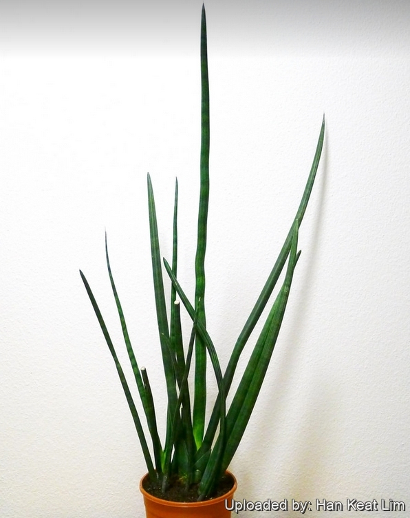 Sansevieria canaliculata