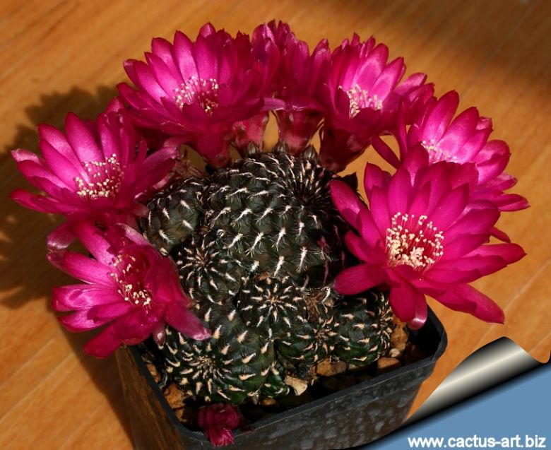 Sulcorebutia heinzii (Sulcorebutia sp. HS 151)