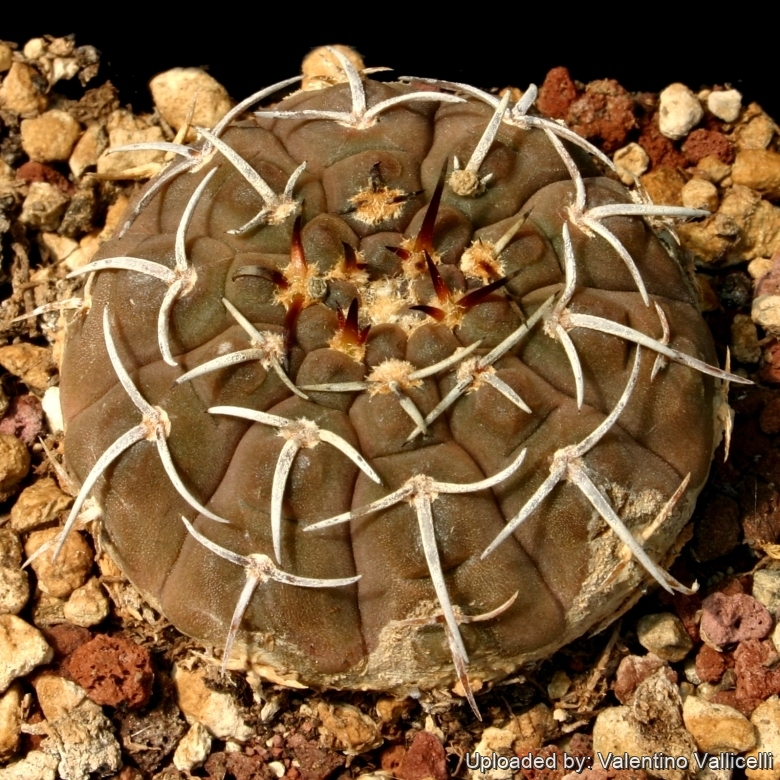 kunstpflanze yucca-palme Kunst Yucca Palme – ARISTOS International GmbH