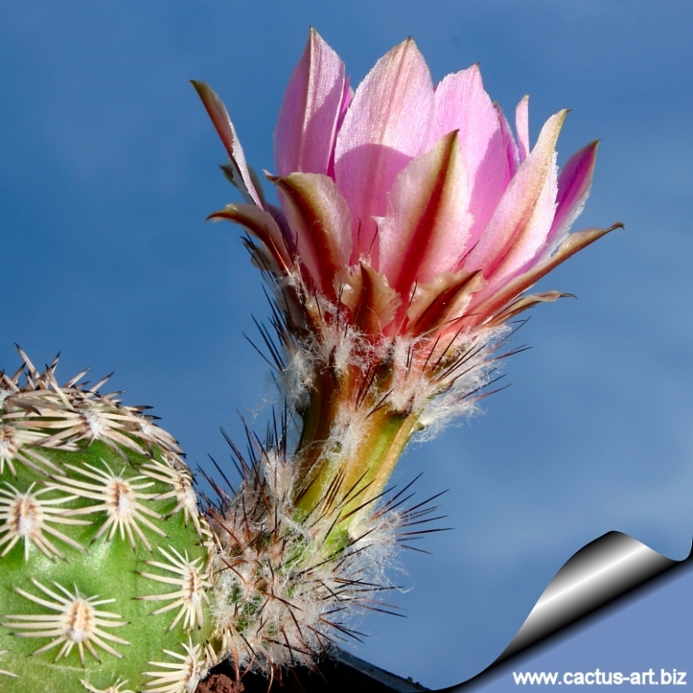 Echinocereus adustus