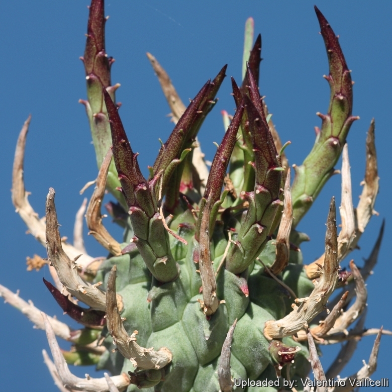 Euphorbia schoenlandii