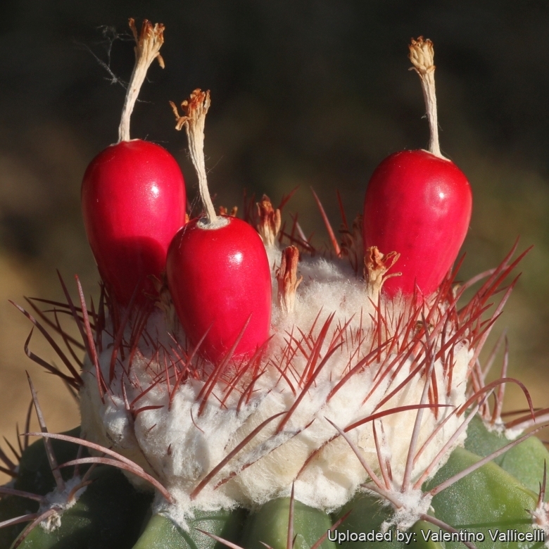 Melocactus caesius